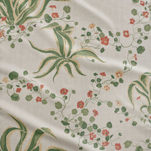 Load image into Gallery viewer, Agave Americana | Bigleaf